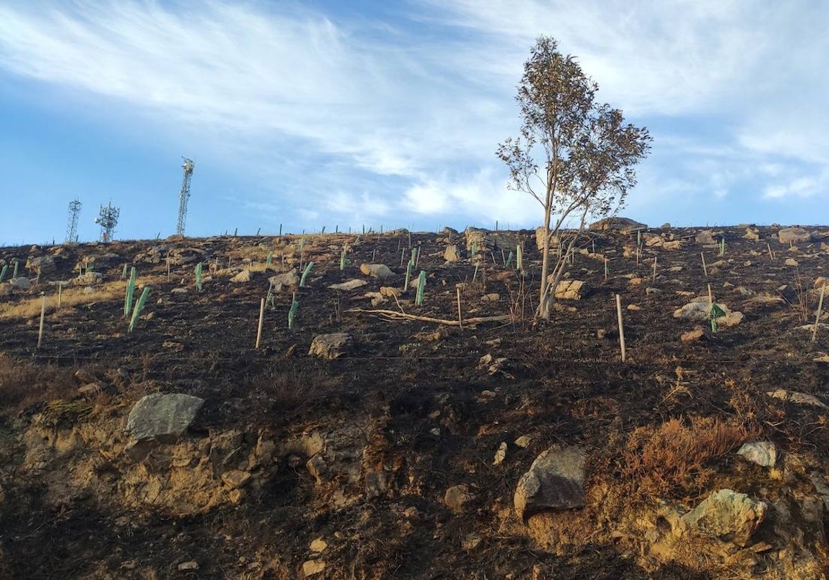 El fuego afectó a 3.000 ejemplares autóctonos de hasta cuatro años.