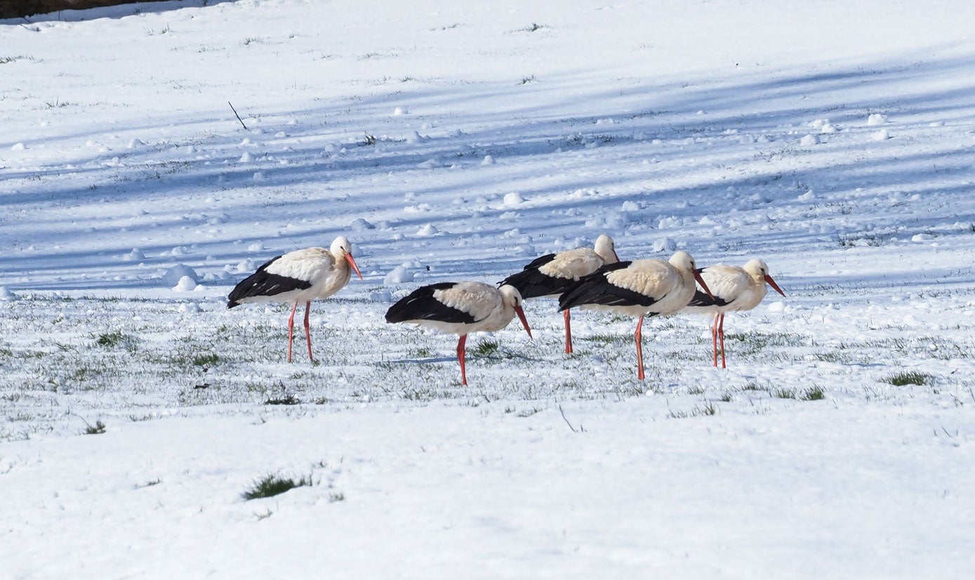 Villaescusa de Campoo amaneció cubierta de nieve