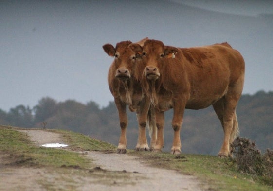 Dos ejemplares de vaca limusina en el puerto de Fuentes.