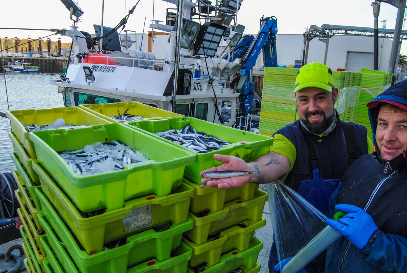 Marineros del 'Siempre Landera' exhiben orgullosos los ejemplares de anchoas. 