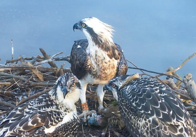 Hembra de águila pescadora con pollos en la Bahía de Santander