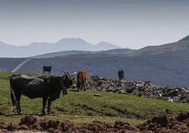 Varias vacas, en una finca de San Miguel de Aguayo frente a la sierra de El Escudo, donde está proyectado el parque eólico.