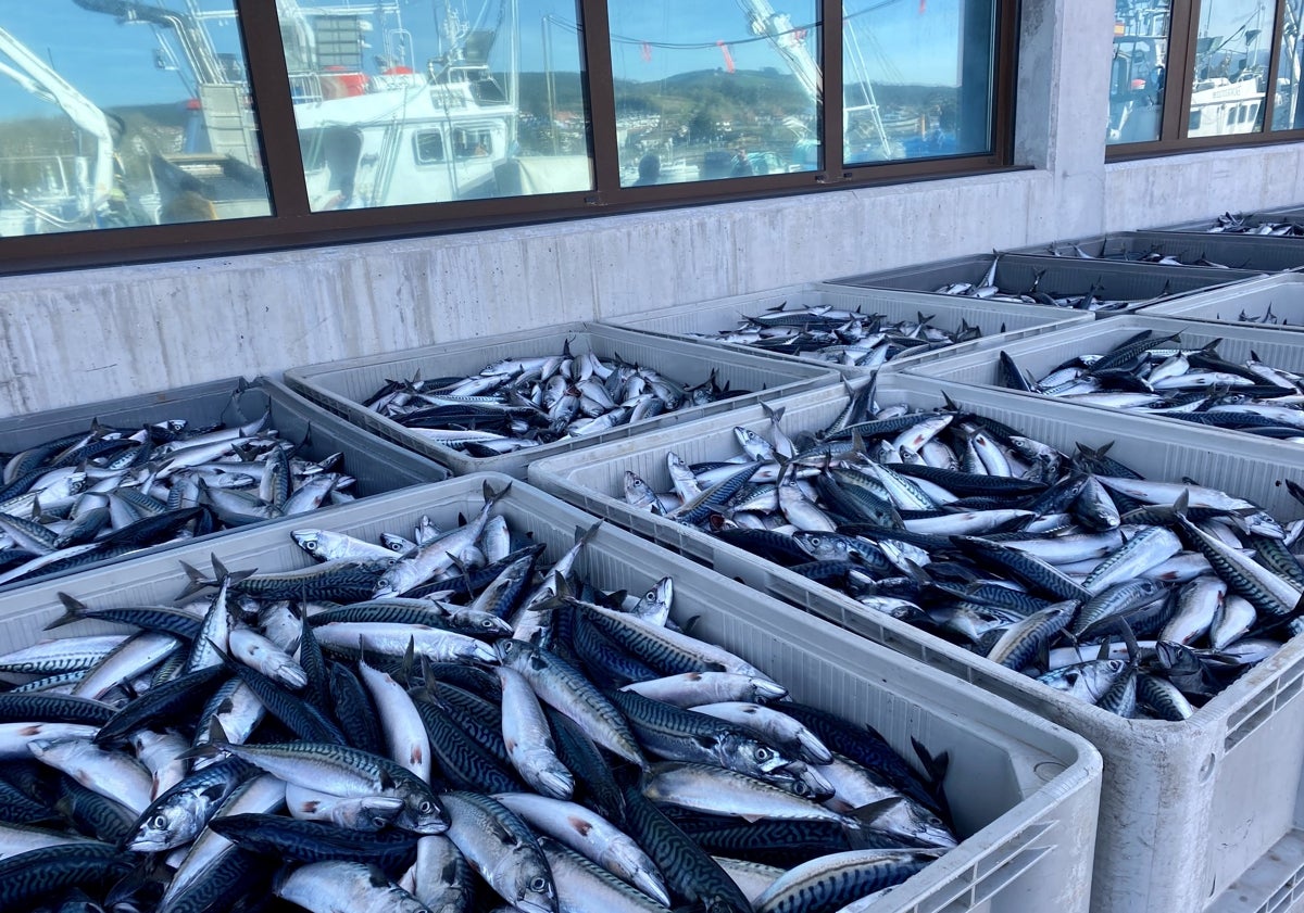 Imagen principal - Los pescadores han descargado en la mañana de este viernes las capturas en Colindres.