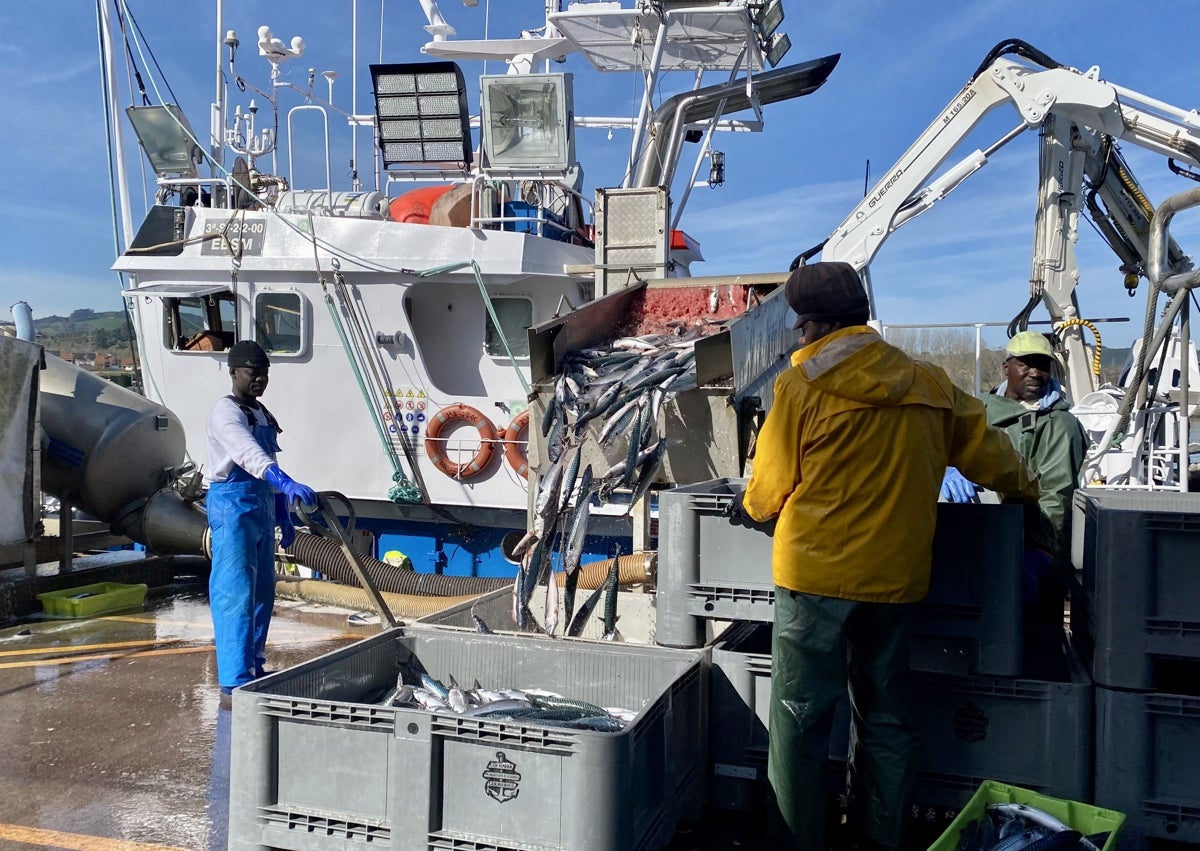 Imagen secundaria 1 - Los pescadores han descargado en la mañana de este viernes las capturas en Colindres.