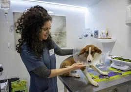 La veterinaria Marta Martínez, con un cachorro abandonado que llegó con dos patas rotas.