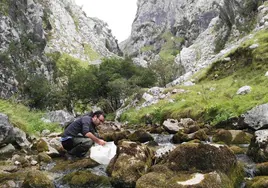 Un investigador del instituto cántabro toma muestras en un río del Parque Nacional Picos de Europa.