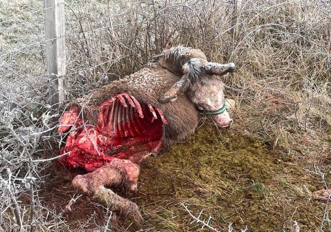 Otra burra atacada hace unos días por los lobos en Salces (Campoo de Suso).