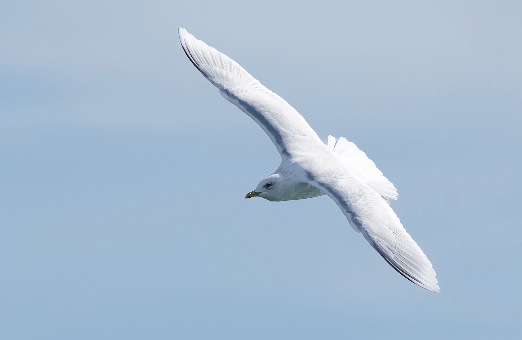 Imagen de la gaviota polar en el momento sobrevolaba Puertochico. Su blanco plumaje y el color grisáceo de las plumar primarias (las primera de las alas) les dieron la pista de la especie que acababan de ver.