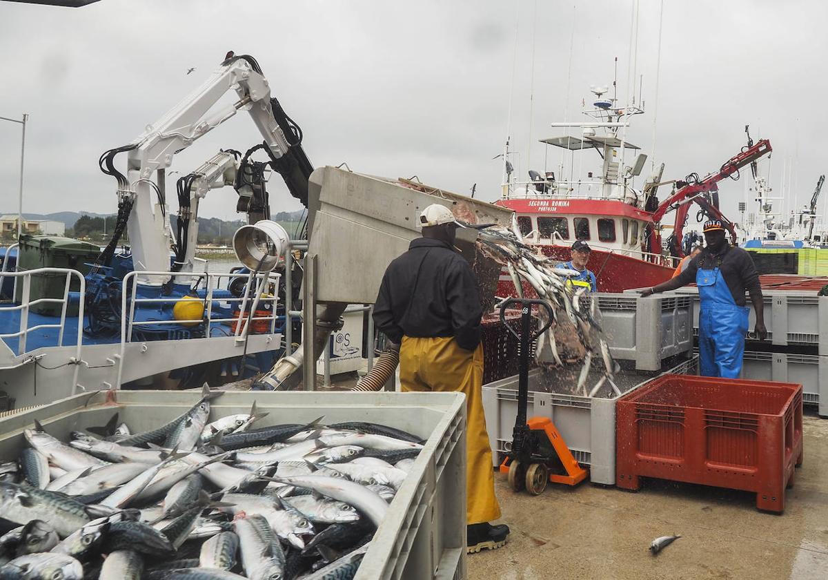 Pescadores senegaleses durante la descarga del verdel en el puerto de San Vicente de la Barquera el pasado miércoles.