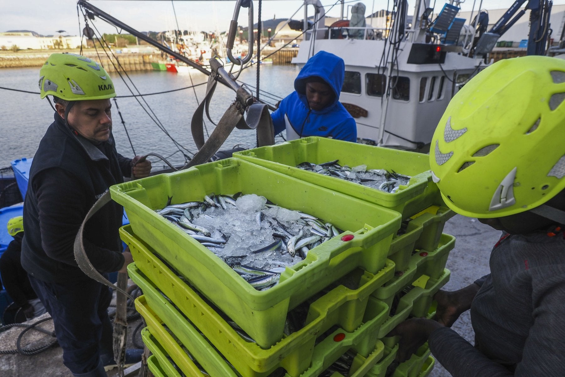 Pescadores descargan en el puerto de Santoña el bocarte capturado en las dos primeras semanas de marzo.