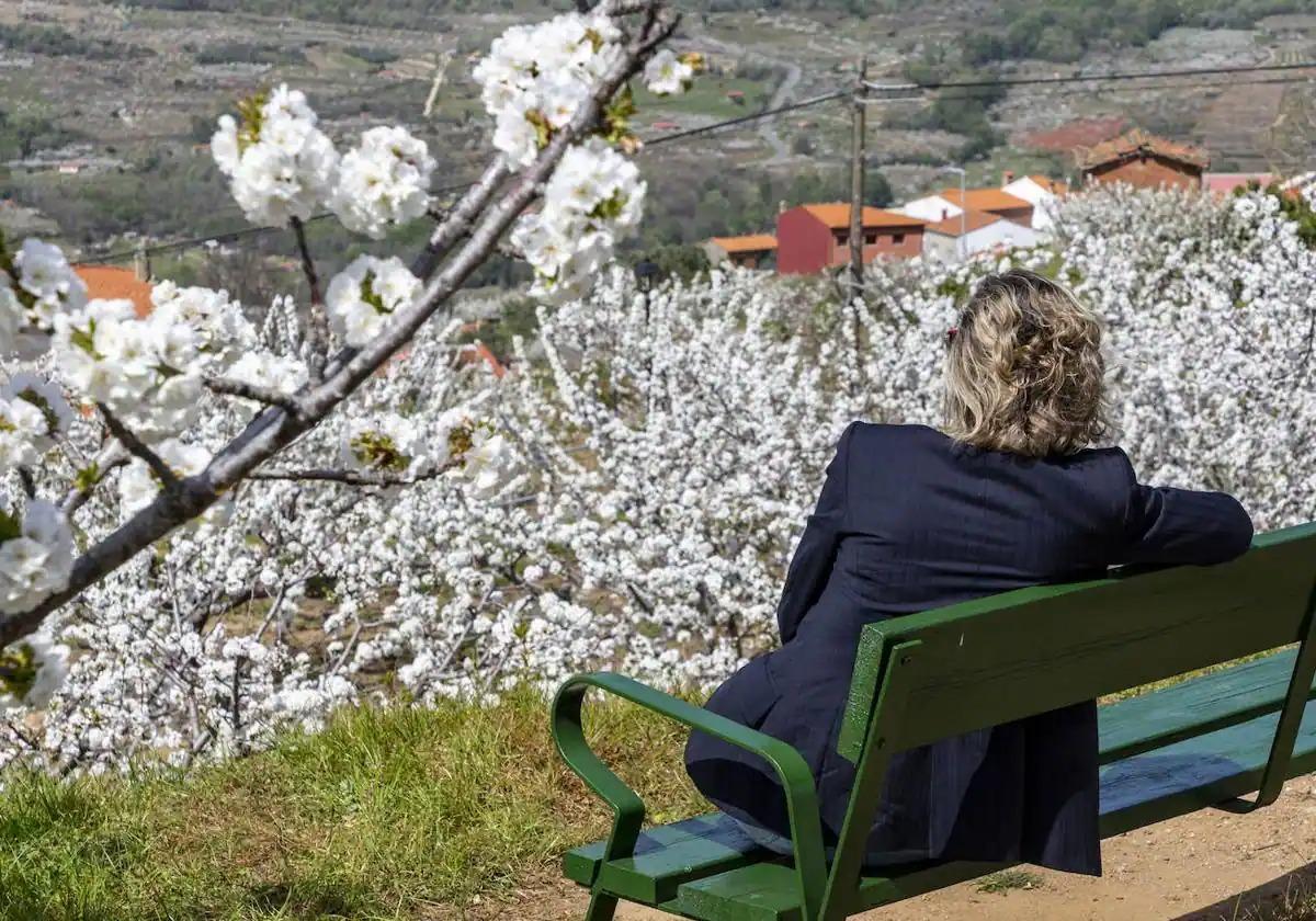 Cerezo en flor en el Valle del Jerte.