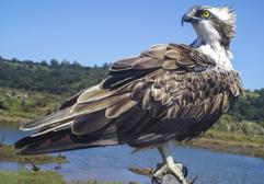 El águila pescadora se ha asentado en la marisma