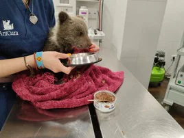 Una veterinaria alimenta a la osezna en una cínica de Oviedo