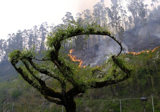 Incendio de Casar de Periedo, en Cabezón de la Sal.