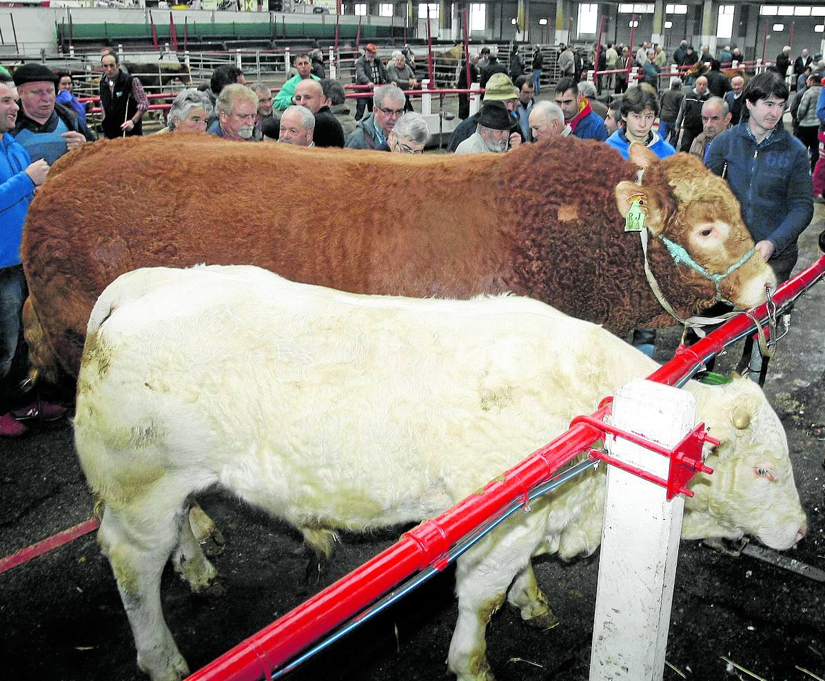 Sendos novillos de raza limusín (rojo) y de raza charolesa (blanco) en el Mercado Nacional de Ganado de Torrelavega.