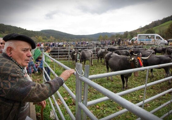 Un hombre observa el ganado en la feria de San Martín, uno de los eventos que albergará la cubierta.