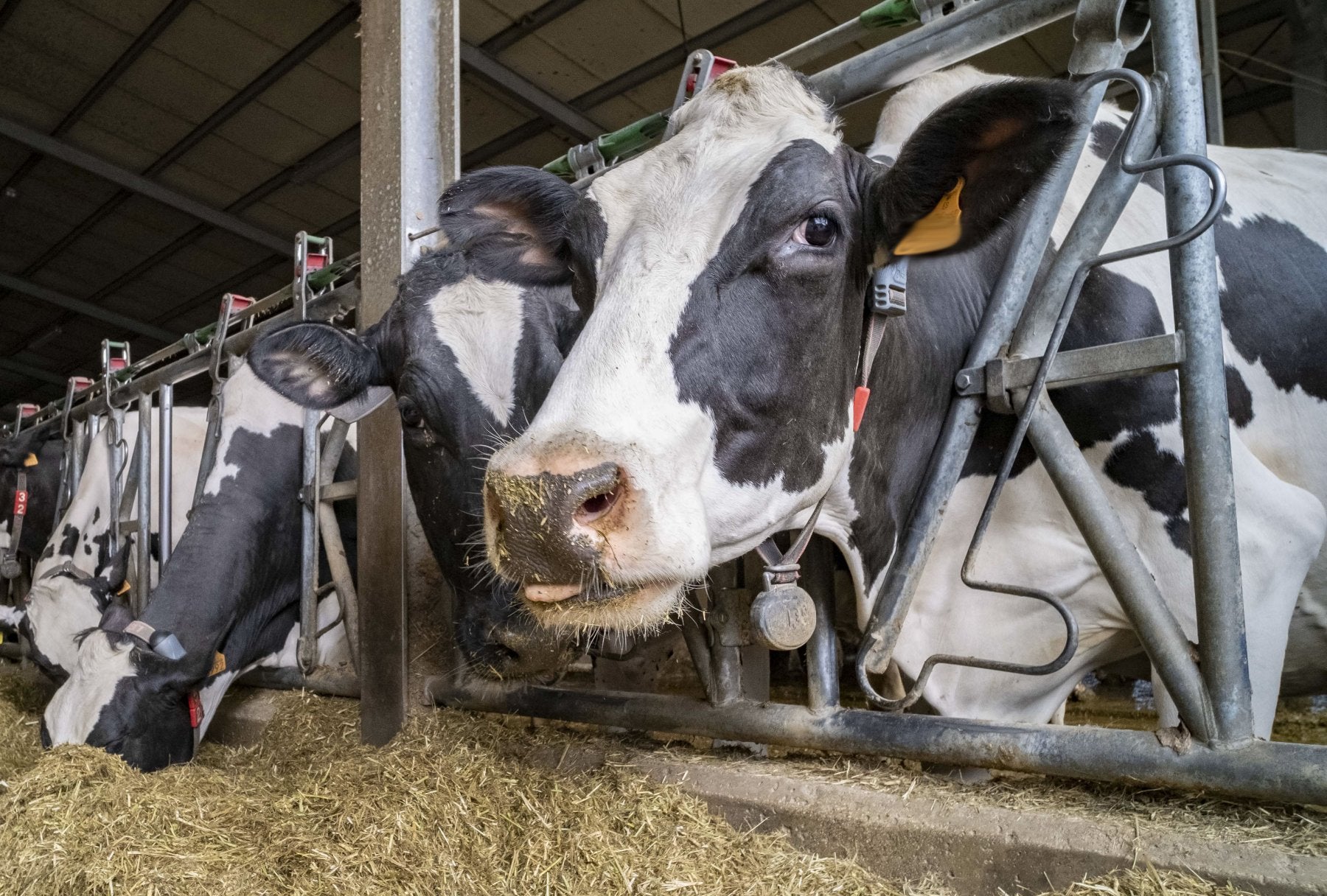 El cuidado de las vacas de leche requiere de un mayor trabajo y sacrificio que el de las de carne.