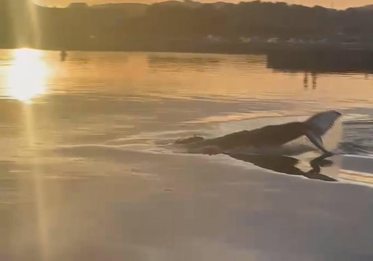 La cola de la ballena, emergiendo en el puerto de Santoña.