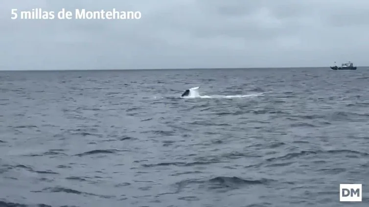 La ballena de Santoña, a cinco millas de Montehano