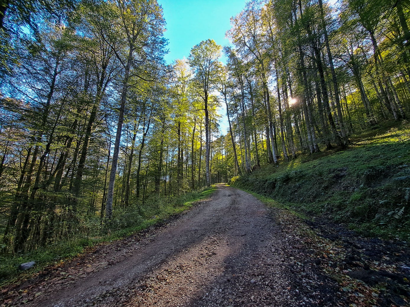 En algún tramo, los árboles crecen justo al lado de la pista.