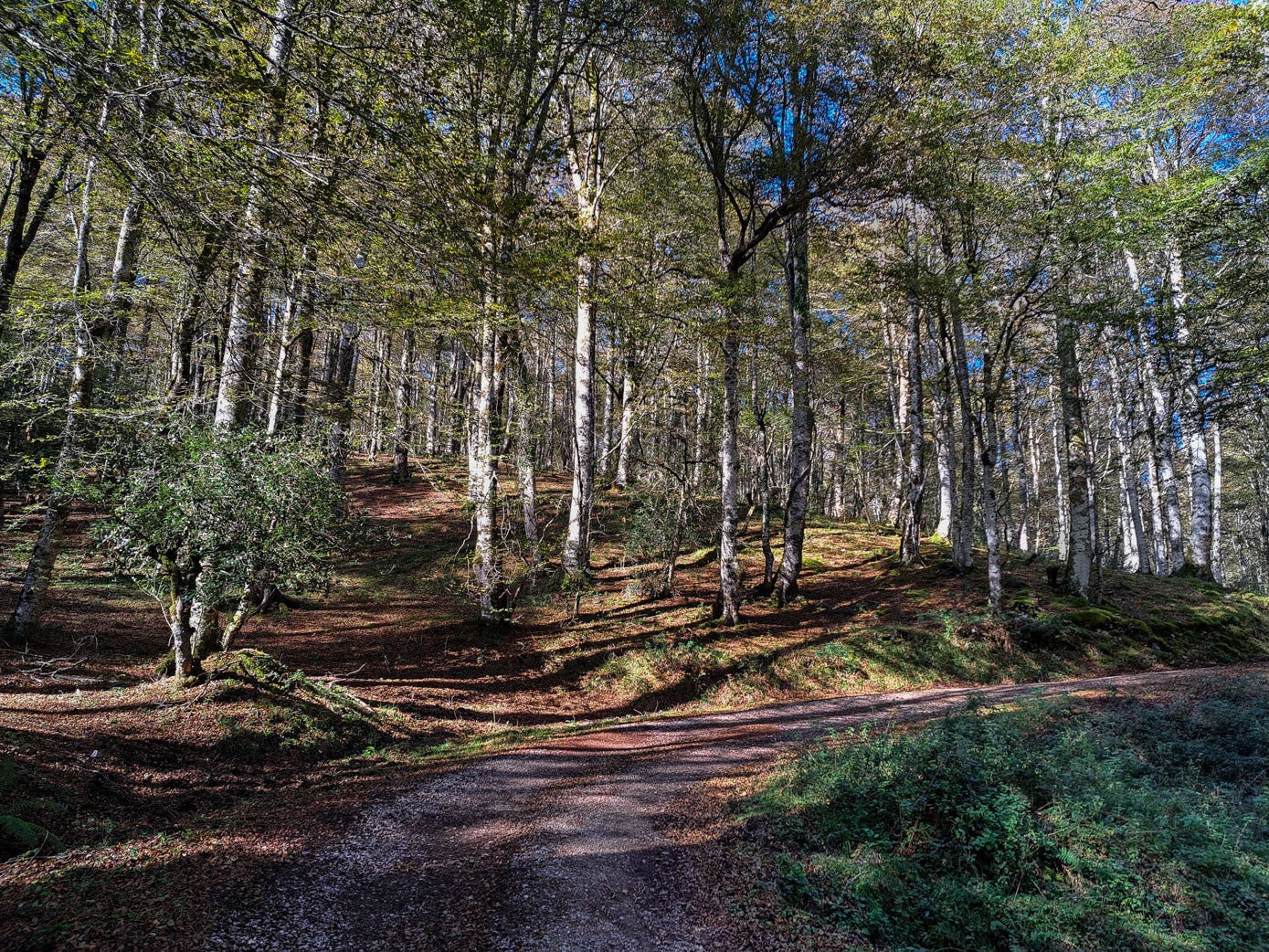 El paraje es un buen lugar para que aparezca algún animal salvaje. Aunque lo más probable es que sea él el que detecte primero al caminante.