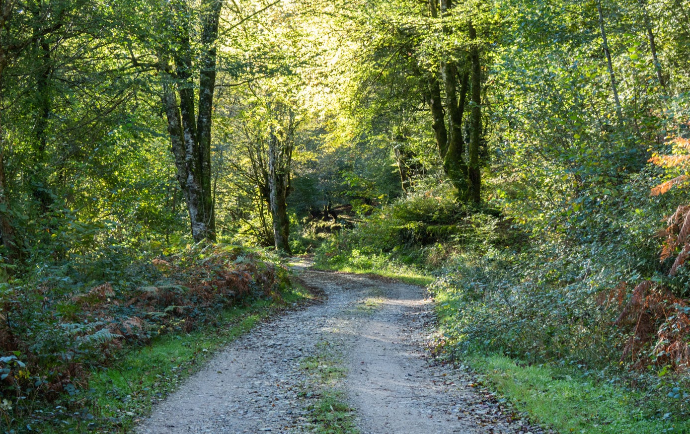 Al comienzo del camino, el bosque está más cerrado y conviven varias especies de árboles.