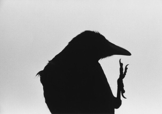 Imagen de 'Ravens', una de las series más importantes del fotógrafo japonés Masahisa Fukase que se podrá ver en Santander.