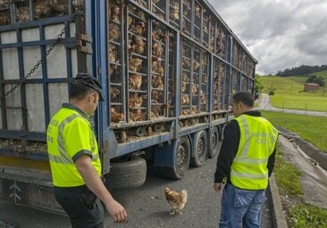 Agentes de la Guardia Civil en Hoznayo ante el camión con las 8.000 gallinas.