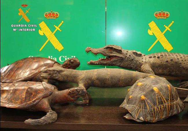 Un cocodrilo enano, tortugas y caparazones de tortuga radiada de Madagascar disecados para su venta.