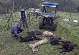 Gabriel Bueno y su hijo, ganaderos de Ruiloba, retiran los cadáveres de las ovejas atacadas por el lobo.