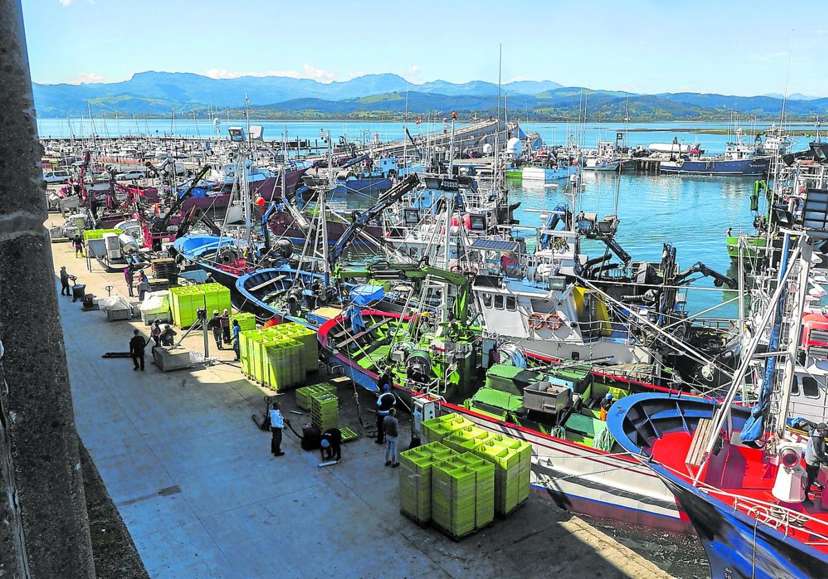 La costera del bocarte entra en ebullición en Santoña