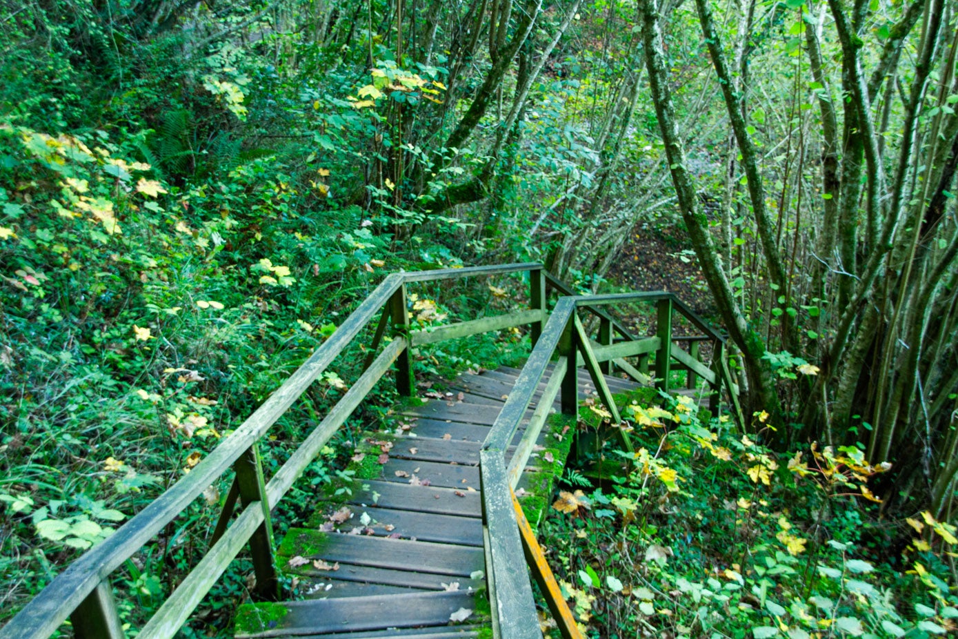 El bosque, cerrado en muchos tramos, hace que haya que tener cierta precaución en algunas escaleras y pasarelas, para no resbalar con la hojarasca o la humedad en la madera.