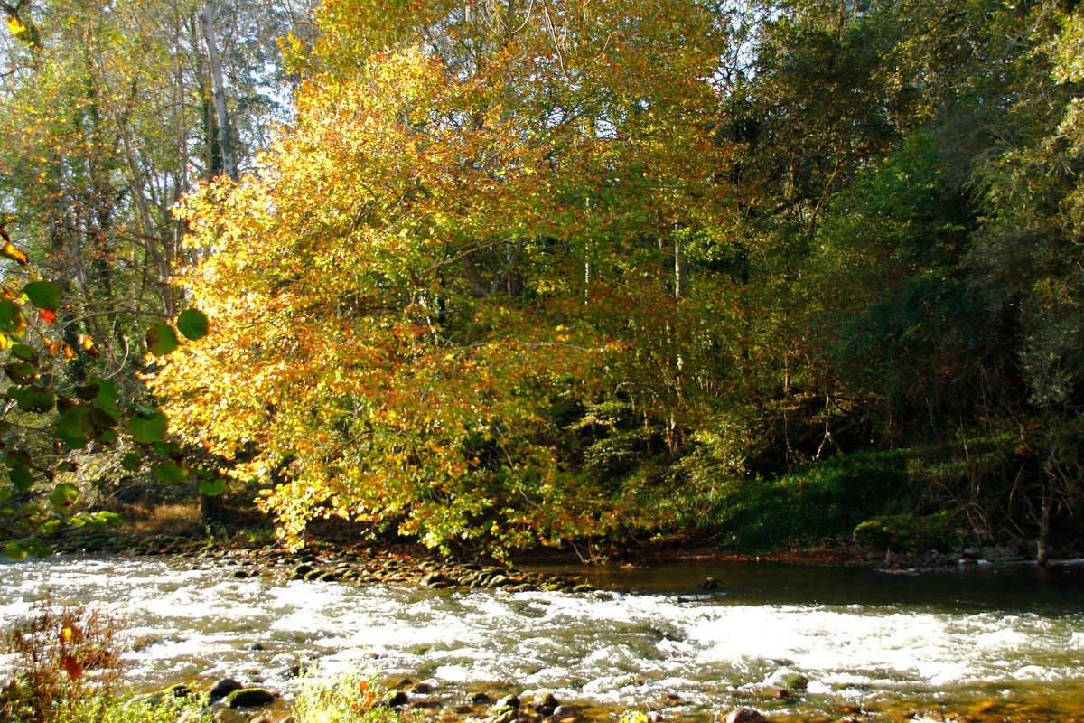 . Un árbol, a los pies del río Nansa al otro lado de la senda.