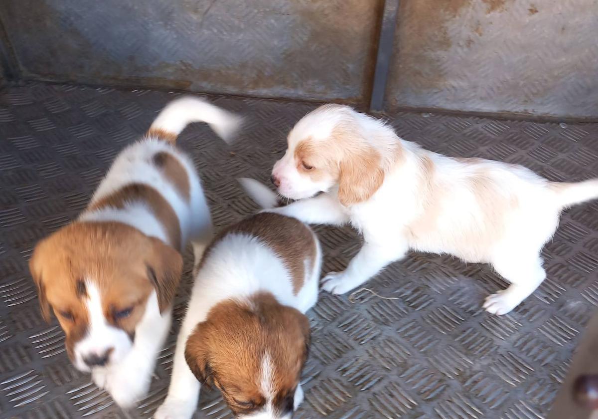 Un cachorro encontrado por la Guardia Civil.