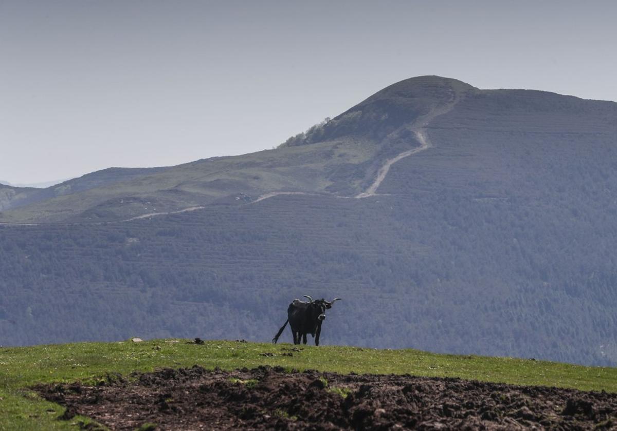 Montes donde se proyecta el parque eólico de El Escudo, la iniciativa más avanzada, ya que las obras comenzarán este mes de mayo.