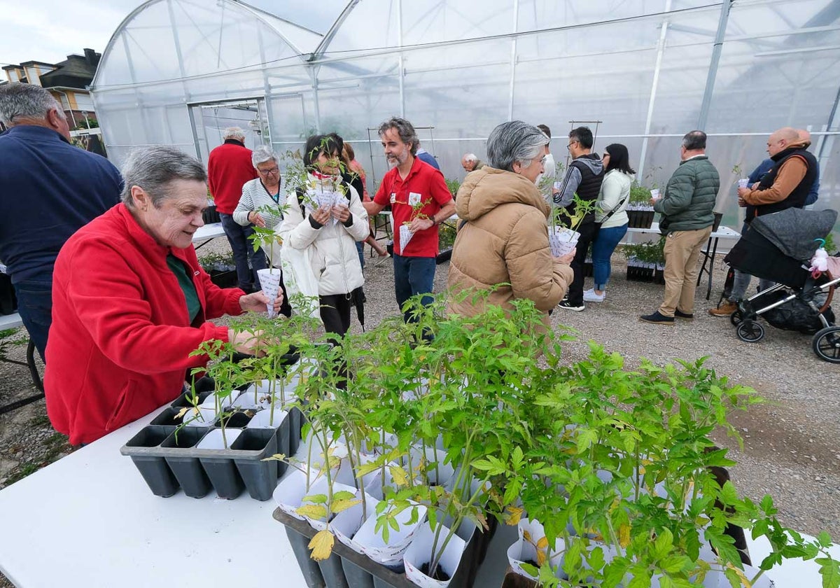 Vecinos adquieren las plantas de tomate, este miércoles, en Campuzano (Torrelavega).