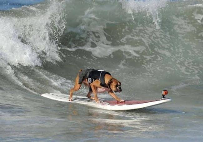 La 'Kelly Slater' de los perros es Abbie, una kelpie australiana, abandonada en la carretera cuando era cachorra (2006). A los pocos meses fue adoptada y en 2008 comenzó a surfear.