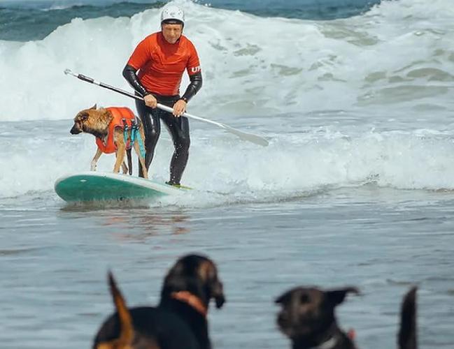 La competición tiene un fin solidario: concienciar y brindar información sobre la adopción responsable de perros de los refugios.