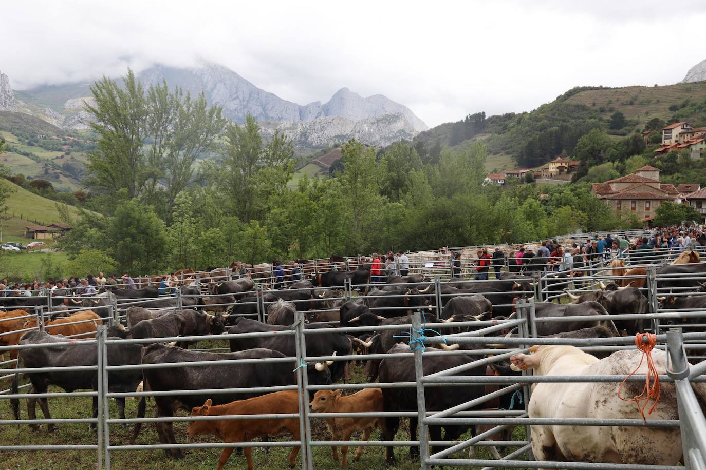 Los animales se concentraron en una finca habilitada por el ayuntamiento de Cillorigo.