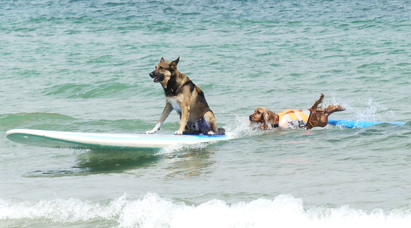 Algunos animales compartieron olas con sus tablas.