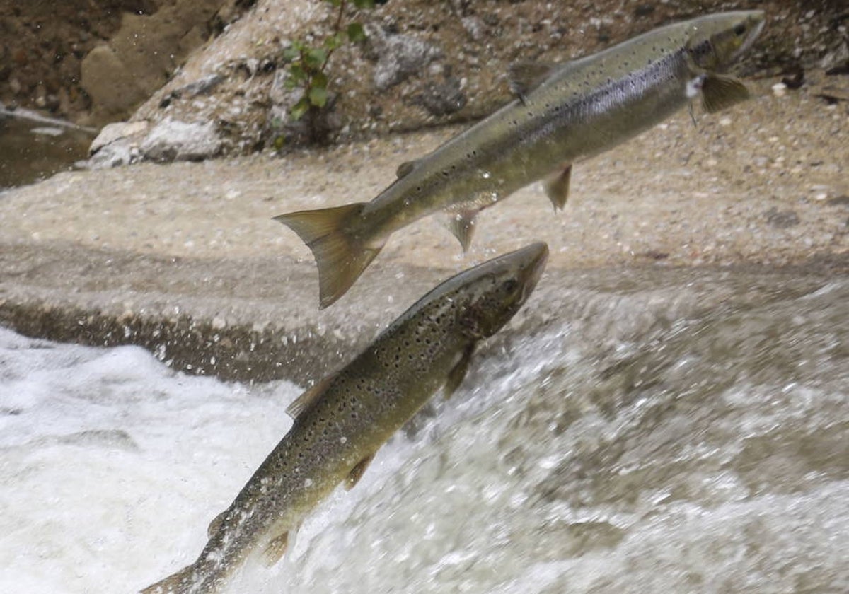 Dos salmones remontan la escala de la presa de Puente Viesgo en el Pas.