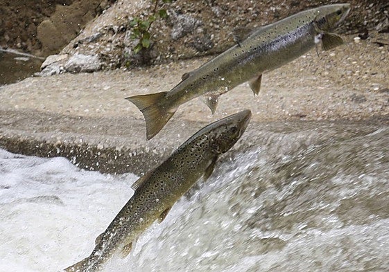 Dos salmones remontan la escala de la presa de Puente Viesgo en el Pas.