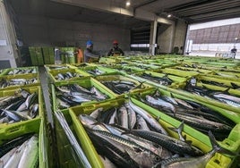 Cajas de verdel en la lonja de Laredo a la espera de ser subastadas.