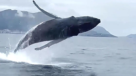 Los saltos de una ballena jorobada con Castro Urdiales al fondo