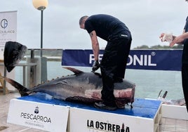 El atún rojo de aleta azul procede de la almadraba de Barbate.