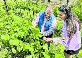 Antonio del Campo y Sofía Ginegra Cagigal Durán examinan el viñedo.