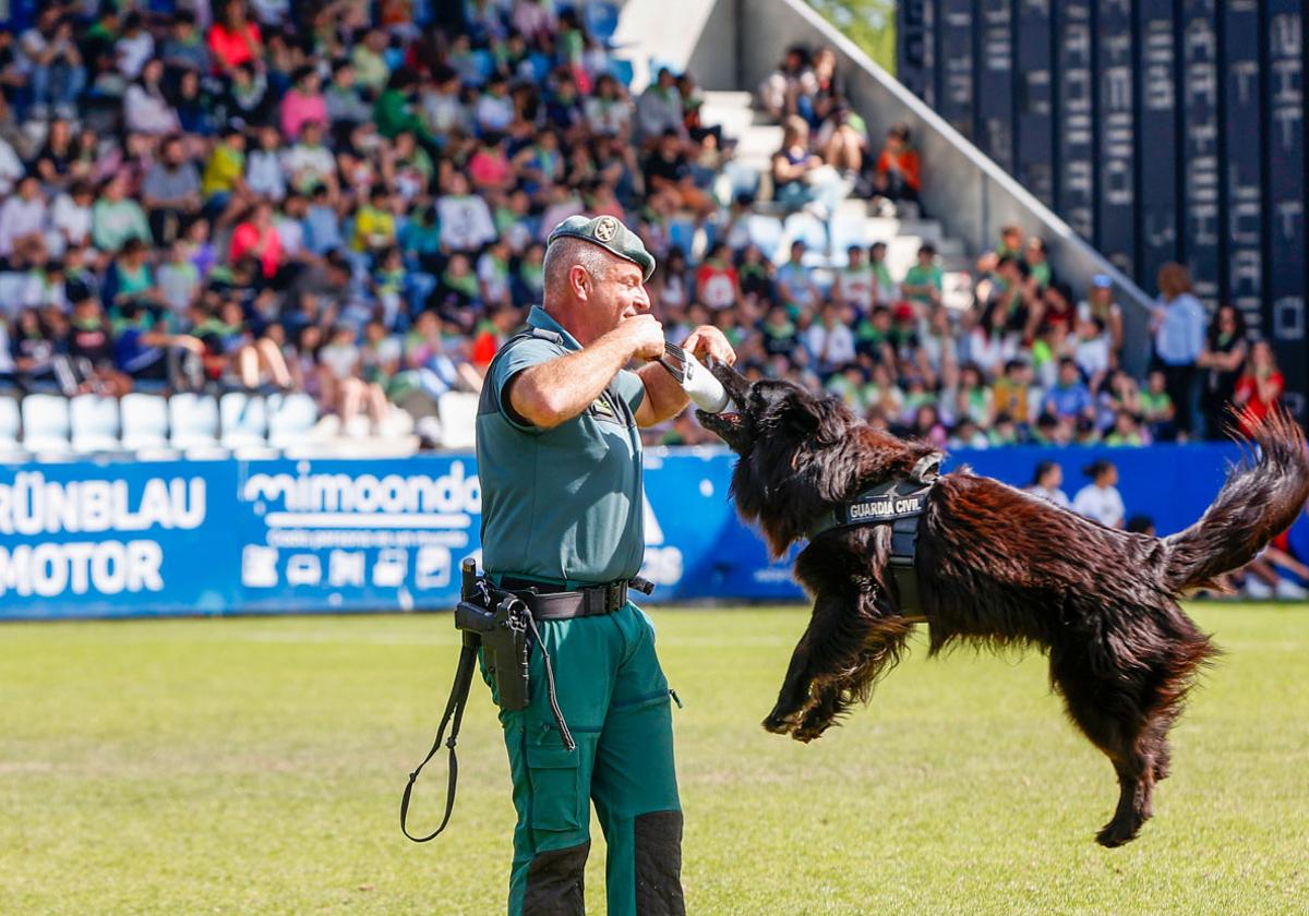 Así trabajan los perros policía