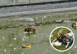 El PSOE de Santander denuncia el «abandono» del parque de Las Llamas