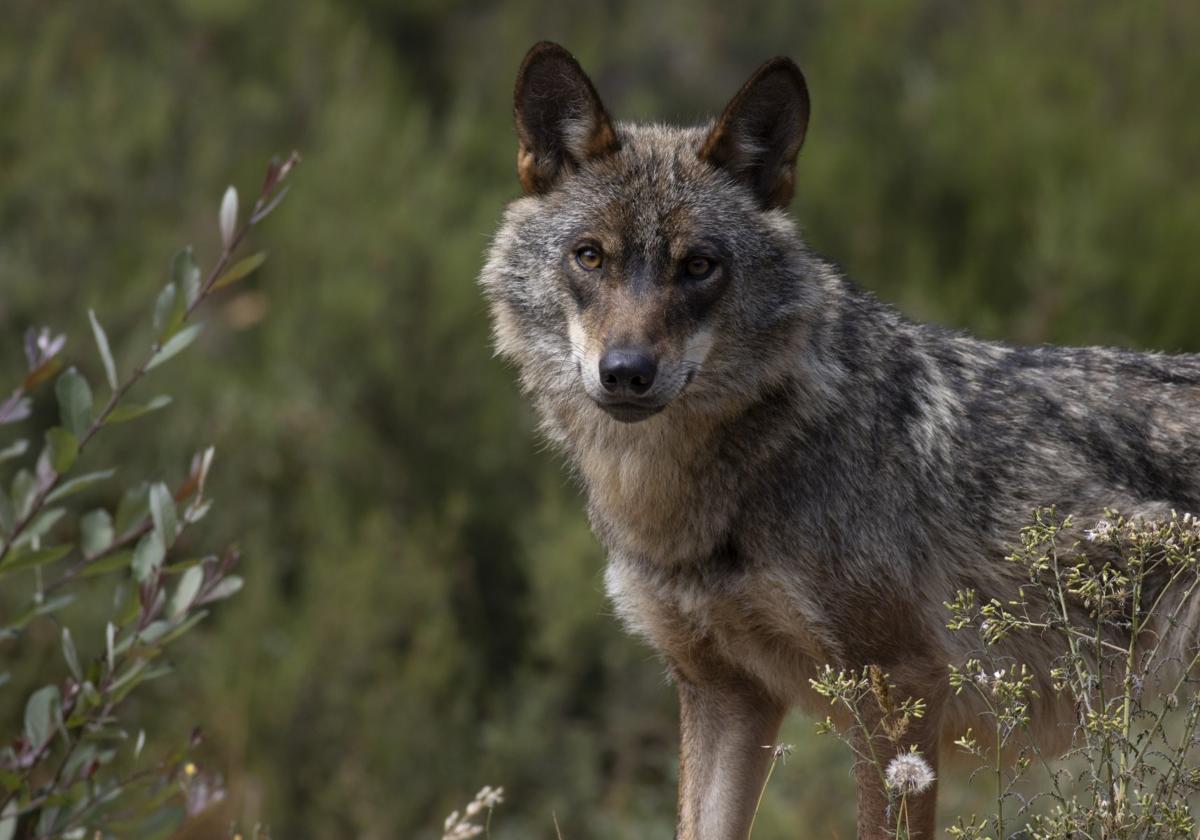 Ejemplar de lobo ibérico.