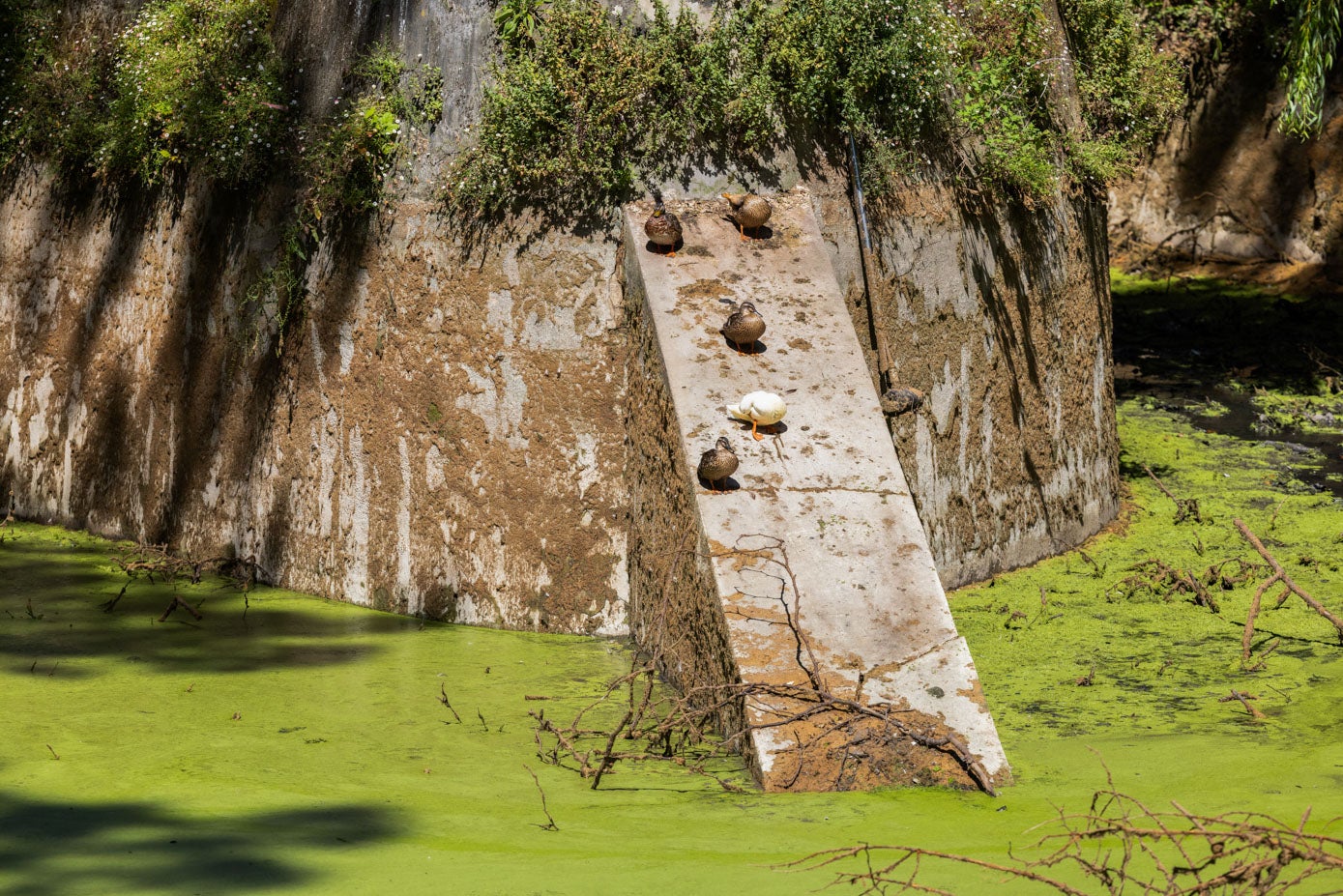 Una laguna verde que se produce por la planta lenteja acuática.